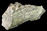 Fossil Horse (Mesohippus) Jaw Section - South Dakota #140889-1